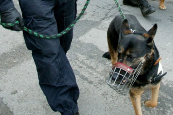 Pohřešovaného zatím nedokázali najít ani psi. Pohřešovaného zatím nedokázali najít ani psi.