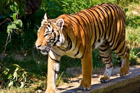 Tygr rozšíří nabídku zvířat v zoo v Hluboké nad Vltavou.