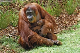 Orangutani královédvorské zoologické budou k pozorování na webu.