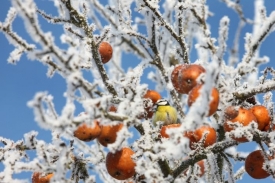 Na Štědrý den by mohlo sněžit, myslí si meteorologové.