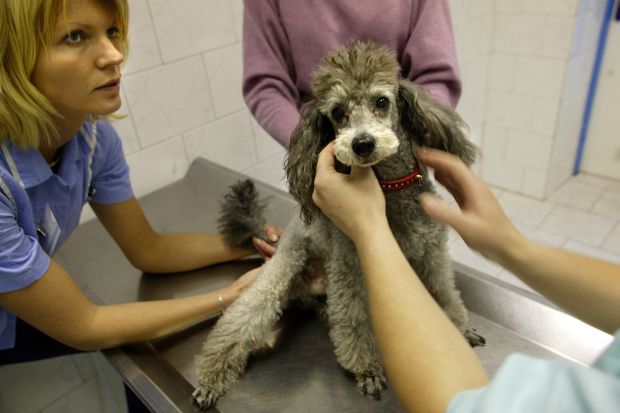Veterinární správy prý nehospodařily dobře s majetkem.