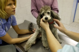 Veterinární správy prý nehospodařily dobře s majetkem.