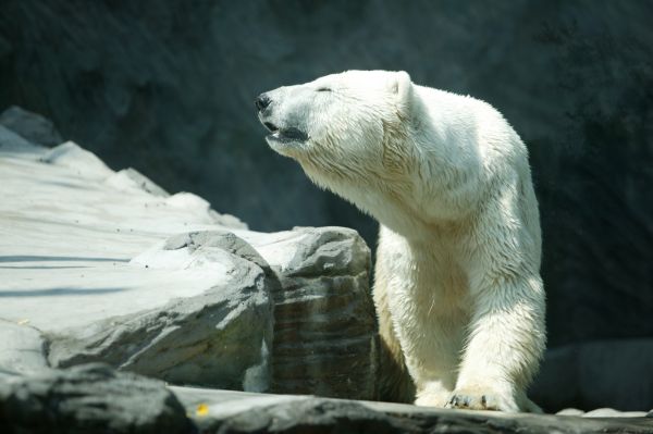 Pražskou zoo loni navštívilo rekordních 1 296 579 lidí.
