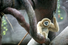 Pražská zoo. Ilustrační foto.