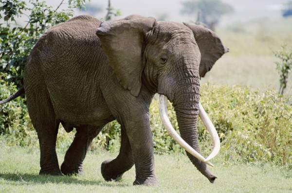 Případů útokú afrických slonů na lidi prý přibývá (ilustrační foto).