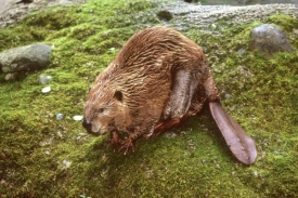 Bobři se zasloužili o ekonomický rozvoj Kanady. Dnes čelí posměchu. Bobři se zasloužili o ekonomický rozvoj Kanady. Dnes čelí posměchu.