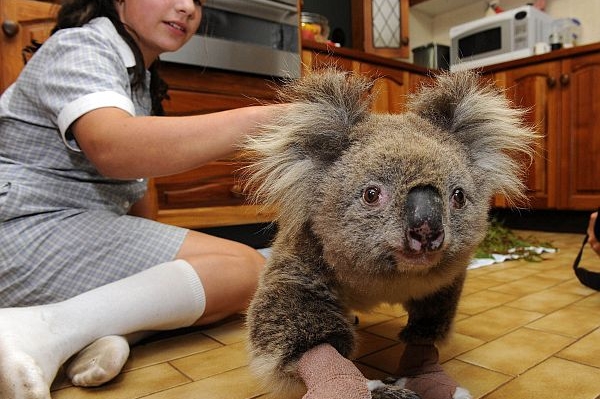 Koala Sam bude vystavená v muzeu. Koala Sam bude vystavená v muzeu.