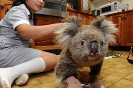 Koala Sam bude vystaven&aacute; v muzeu.