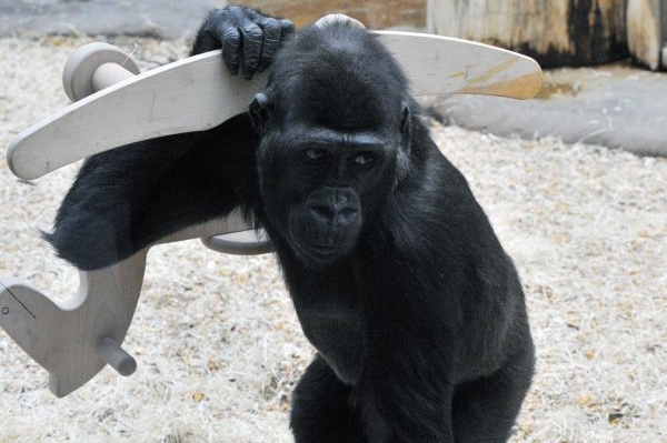 Gorilka Tatu v pražské zoo si hraje s houpacím koníkem.