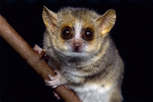Na Madagaskaru žijí jen menší savci - jako lemur na obrázku.