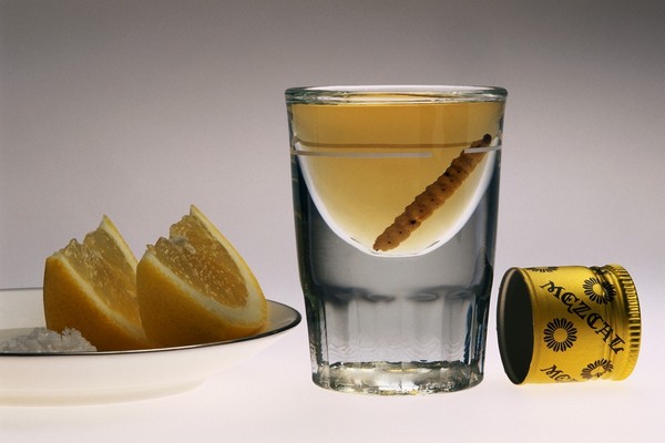 Mezcal lze chápat i jako genovou banku můry Hypopta agavis.