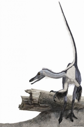 Haplocheirus připomíná ptáky, ale patří k sesterské vývojové linii.