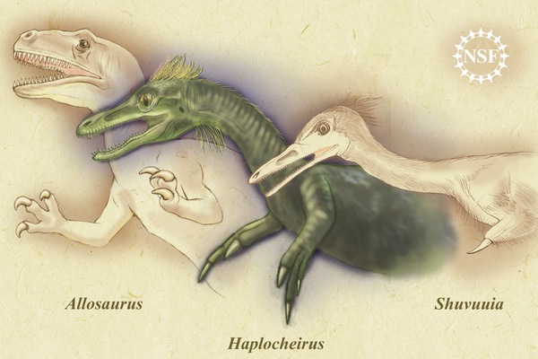 Haplocheirus upřesňuje naše představy o evoluci ptáků.