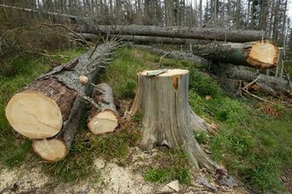 Lesy ČR loni vykázaly hrubý zisk až 800 milionů korun.