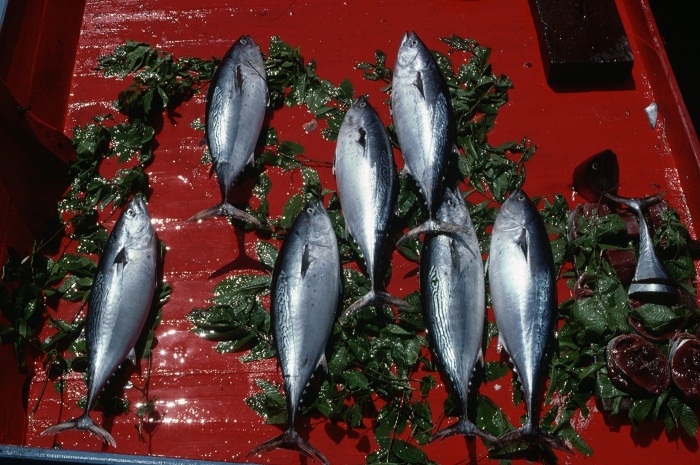 Nebezpečné sushi? Pro tuňáky ano.