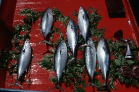 Nebezpečné sushi? Pro tuňáky ano.