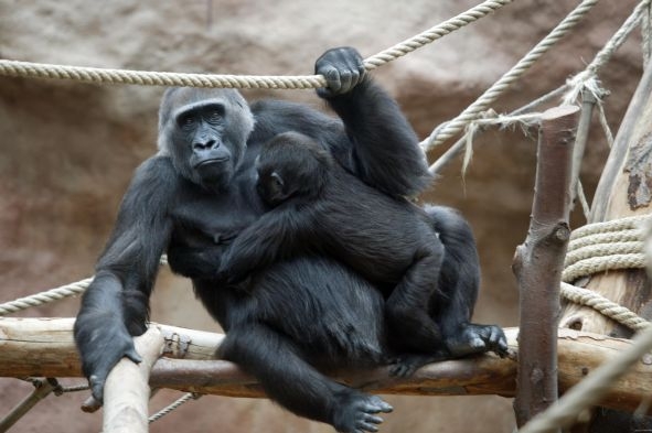 Gorily z pražské zoologické zahrady. Ilustrační foto. Gorily z pražské zoologické zahrady. Ilustrační foto.