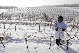 Příprava na tradiční mikulovské vinobraní.