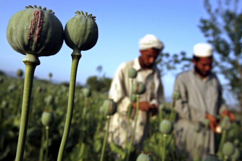 Afghánistán z prodeje opia ročně utrží čtyři miliady dolarů Afghánistán z prodeje opia ročně utrží čtyři miliady dolarů