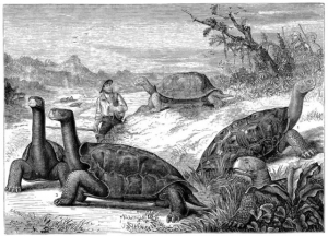 Galapážské ostrovy na malbě z roku 1881.