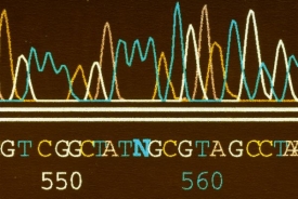Přečtení genetické informace umožní bakterie spolehlivě identifikovat.