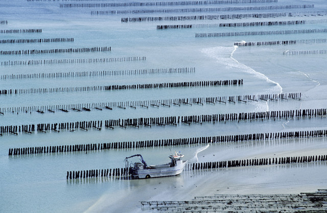 S výjimkou oblasti Arcachon jsou postiženy všechny hlavní líhně.