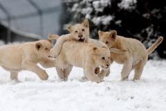 Casper, Kiara, Lara and Toto: Legraci na sněhu ochutnávají nová mláďata Tygra bílého z britského West Midland Safari parku v Bewdley, ve čtvrtek 8. února.