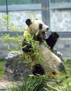 &Scaron;ťastněj&scaron;&iacute; pandy v pekingsk&eacute; zoo zemětřesen&iacute; nezažily.