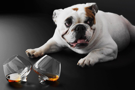 Amputace může být sexy. Důkazem jsou třeba beznohé sklenky na brandy. Amputace může být sexy. Důkazem jsou třeba beznohé sklenky na brandy.