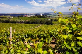 Vinařská oblast Cotnari.