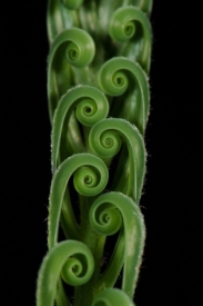 1. místo v kategorii Veřejnost: Jaroslav Vogeltanz – Cycas thouarsii