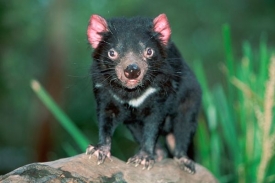 Modern&iacute; biologick&eacute; metody selh&aacute;vaj&iacute;, zachr&aacute;n&iacute; ď&aacute;bla obyčejn&yacute; plot?