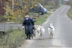 ... a star&aacute; žena z bl&iacute;zk&eacute; vesnice.