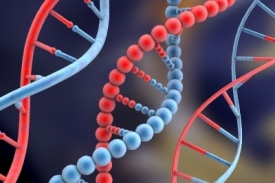 Struktura DNA