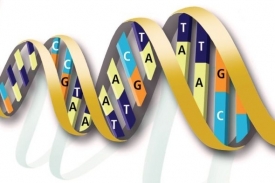 Podle informace zapsané v DNA si organismus sám vytvoří účinné látky.