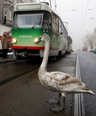 Tramvaj by už před chodci přednost mít neměla.