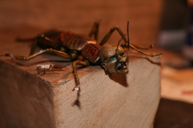 Doktor Scarab je r&aacute;dcem tyransk&eacute; 