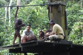 Sepilok rehabilituje orangutany.