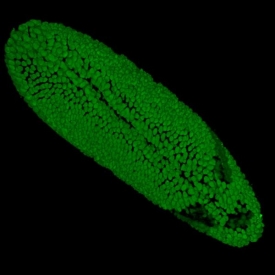 3D pohled na embryo octomilky, v němž sv&iacute;t&iacute; jednotliv&eacute; buňky.