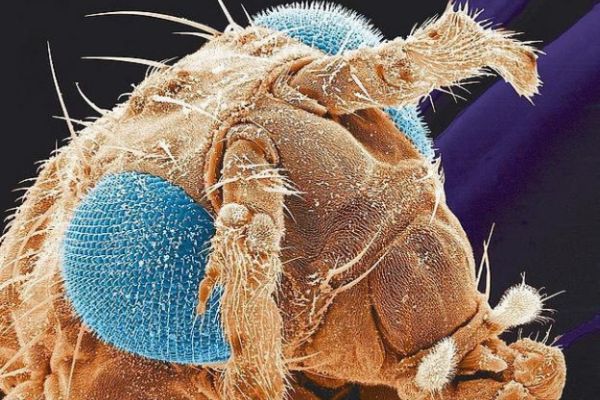 Octomilka je oblíbeným modelovým zvířetem biologů. Octomilka je oblíbeným modelovým zvířetem biologů.