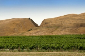 Vinice v Marlborough. Vinice v Marlborough.
