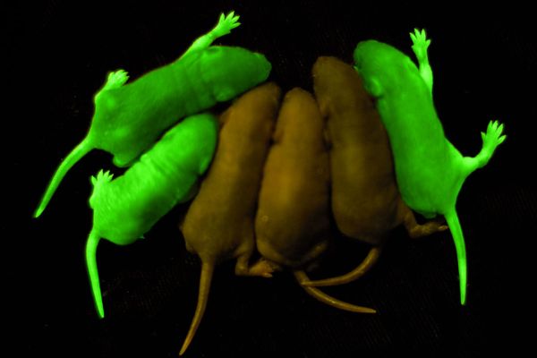 Myši s vneseným proteinem GFP vedle myší obyčejných.