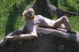 Samec gibona v sobotu pokousal v chlebské zoo na Nymbursku tříletého chlapce