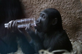 Moje (na snímku) a Tatu, mláďatům goril z pražské zoo, zemřel dědeček.