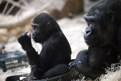 Gorily v pražské zoo