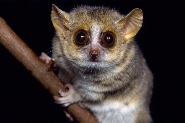 Madagaskarský lemur maki trpasličí v sobě nese geny viru z rodiny HIV. Madagaskarský lemur maki trpasličí v sobě nese geny viru z rodiny HIV.