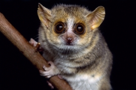 Madagaskarsk&yacute; lemur maki trpaslič&iacute; v sobě nese geny viru z rodiny HIV.