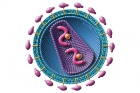 Viry př&iacute;buzn&eacute; HIV napadaj&iacute; prim&aacute;ty už miliony let. Zpravidla ne&scaron;kod&iacute;.