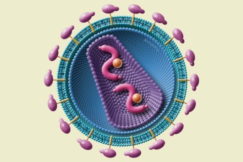 Virus HIV se mezi lidmi začal šířit už kolem roku 1900.
