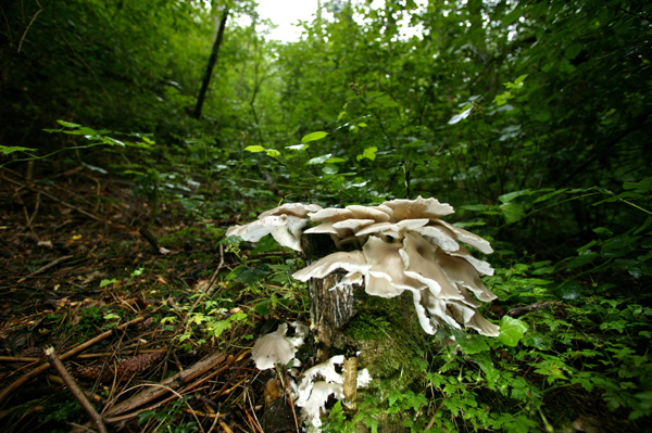 Hlíva ústřičná.